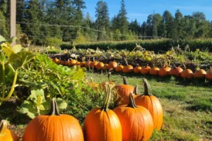 Silver Meadows Farm Market Ltd.