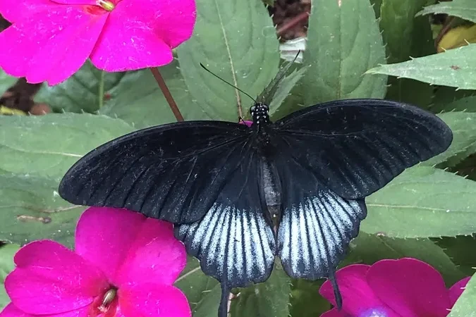 Butterfly World, Coombs